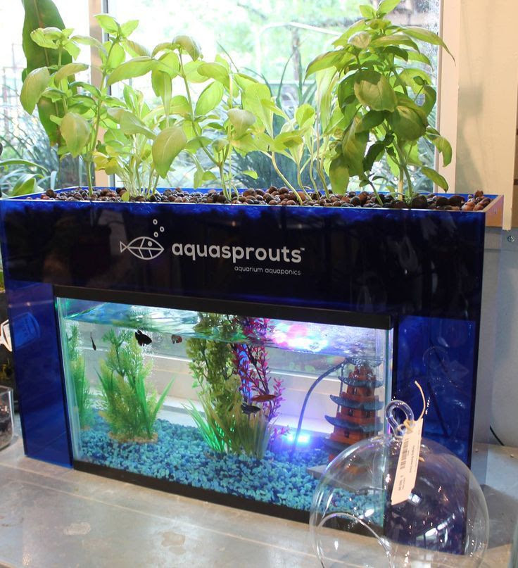 ... Aquaponics Garden Aquarium if you can! Aquaponics + Innovation = A