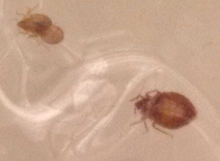 Bed Bug Infestation - What's That Bug?