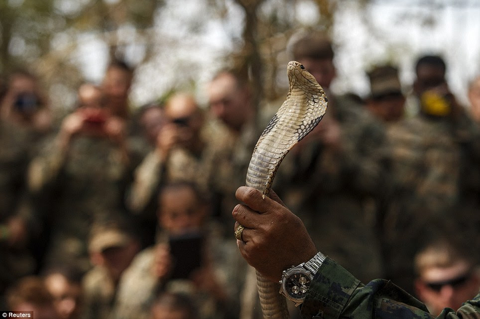 Nimble hands: A Thai Navy instructor holds up a cobra as he passes on his knowledge about how to catch and kill the venomous snakes