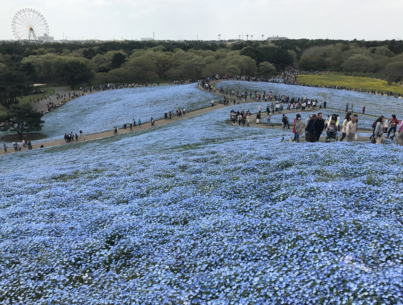 ひたち海浜公園渋滞 いしのそと