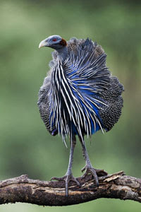  free downloding of baby vulturine guinea