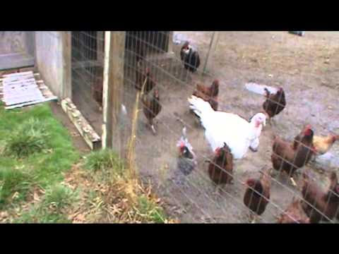 Raising Rabbits and Chickens in small spaces - YouTube