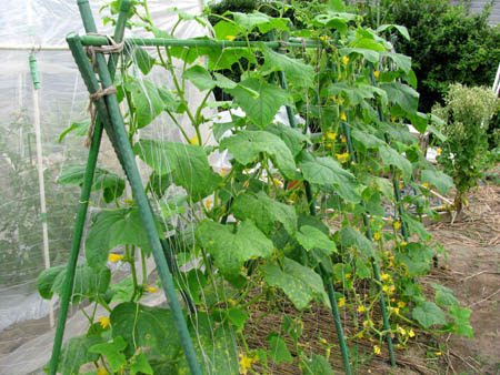 家庭菜園と野菜のブログ キュウリの低支柱栽培