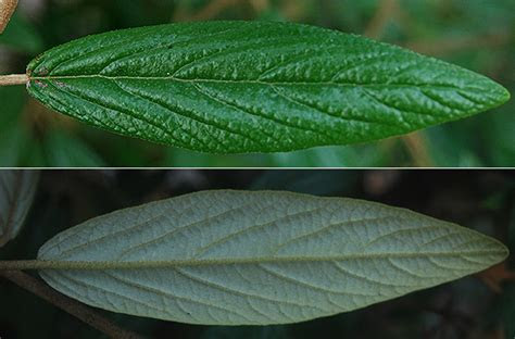 These 12 annual flowers can take it all and thrive. Viburnum Ã pragense | Landscape Plants | Oregon State