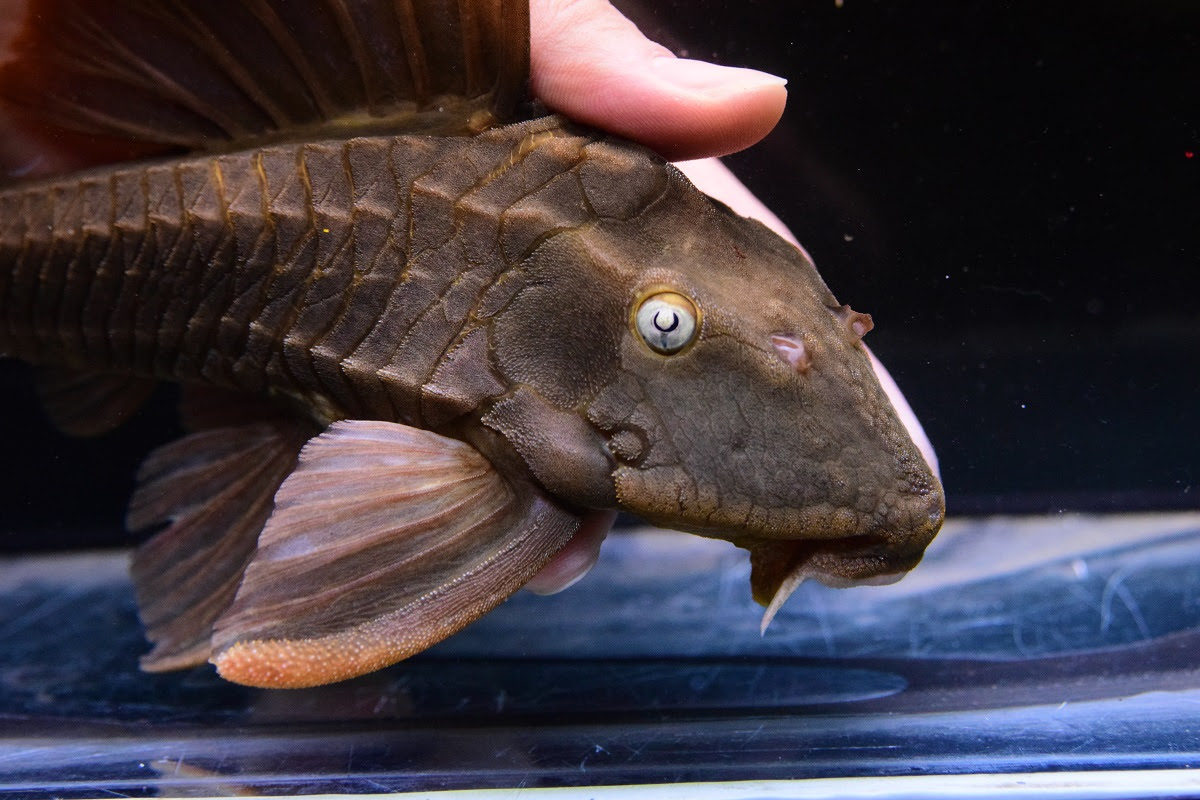 プレコ 静岡市の熱帯魚専門店 大型魚 古代魚 珍魚 World Rivers