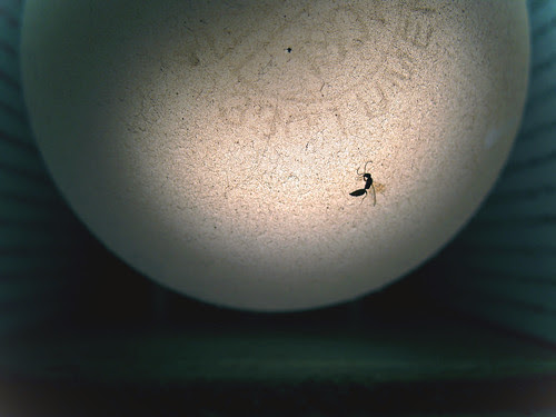 Dust:  December 24, 2008