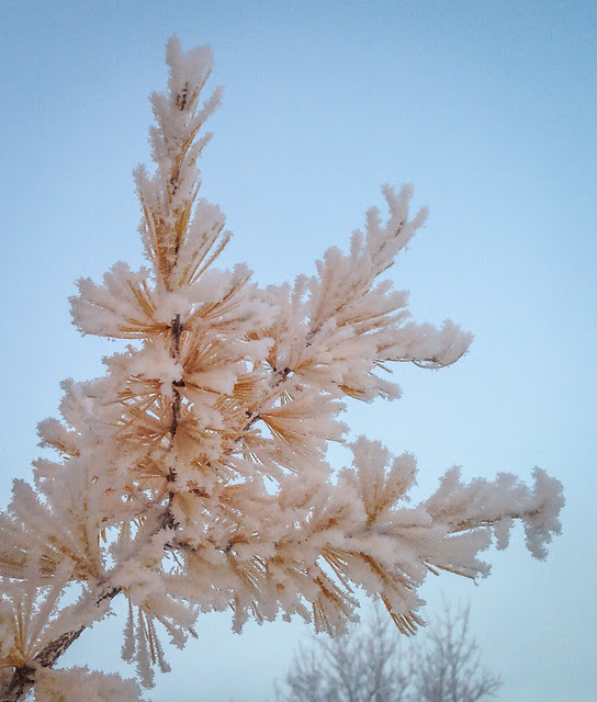 frost covered larch