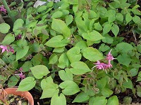 ３月２１日の誕生花 イカリソウ 錨草 碇草 の花言葉 君を離さない 錨を上げて咲く優美な花の 旅立ち 弥生おばさんのガーデニングノート 花と緑の365日 楽天ブログ