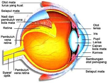 Menyampaikan klarifikasi (berupa gambar dan tulisan) wacana anggota badan dan panca indera serta perawatannya memakai kosakata bahasa indonesia dengan derma bahasa tempat secara ekspresi dan/atau tulis 4.5. Sistem Indra pada Manusia ~ Aneka Ilmu Pengetahuan