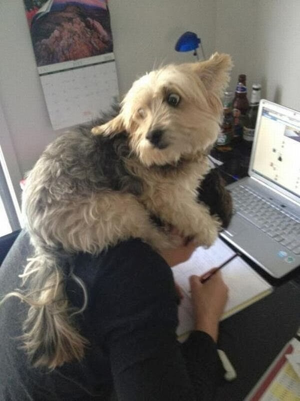 Cute dogs - part 5 (50 pics), dog sits on human head