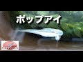 最高のコレクション ベタ ポップアイ 治療薬 136624-ベタ ポップアイ 治療薬