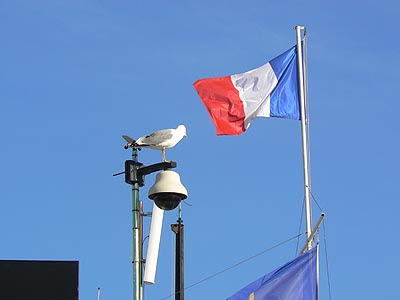 mouette et drapeau.jpg