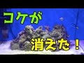 [最も人気のある！] 苔 熱帯魚 237798
