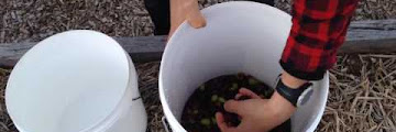 Olive Curing Brine Recipe Free Download Lyrics Mp3 and Mp4