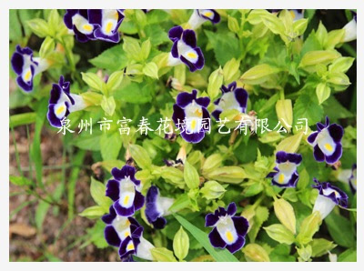 夏瑾 紫青色 一 二年生草花 泉州市富春花境园艺有限公司