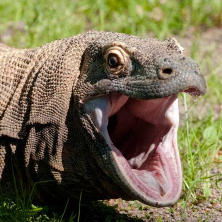 Spectacular real virgin births