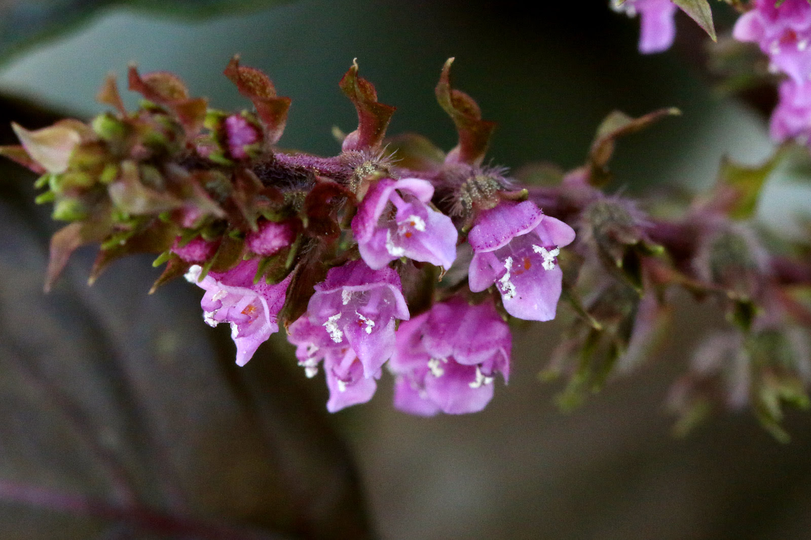 お花の写真集 アカジソ 赤紫蘇