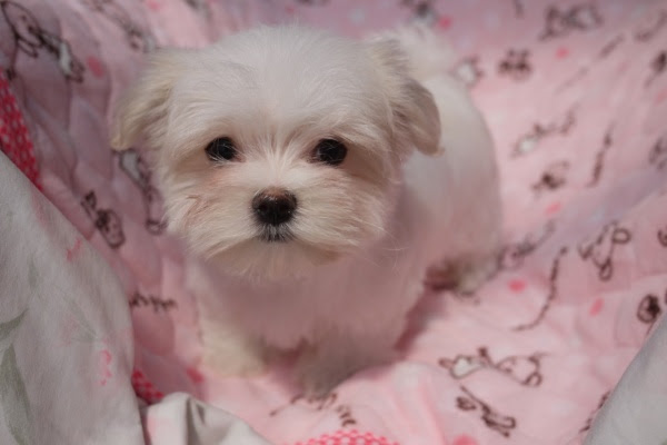 マルチーズの男の子めっちゃかわいい 子犬販売は長野県下伊那郡 南信地区ブリーダーの ムーミン へ 可愛いシーズーやマルチーズ