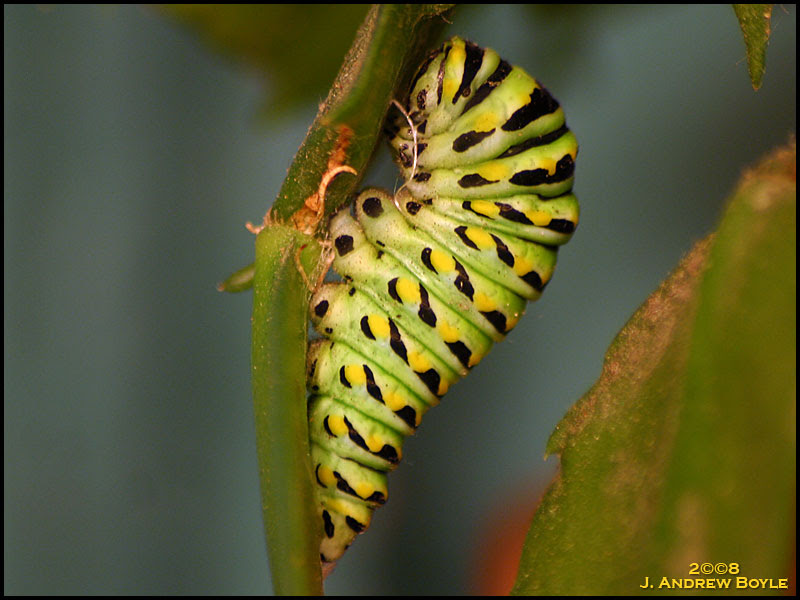 Black Swallowtail