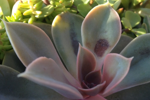 多肉植物の育て方総合