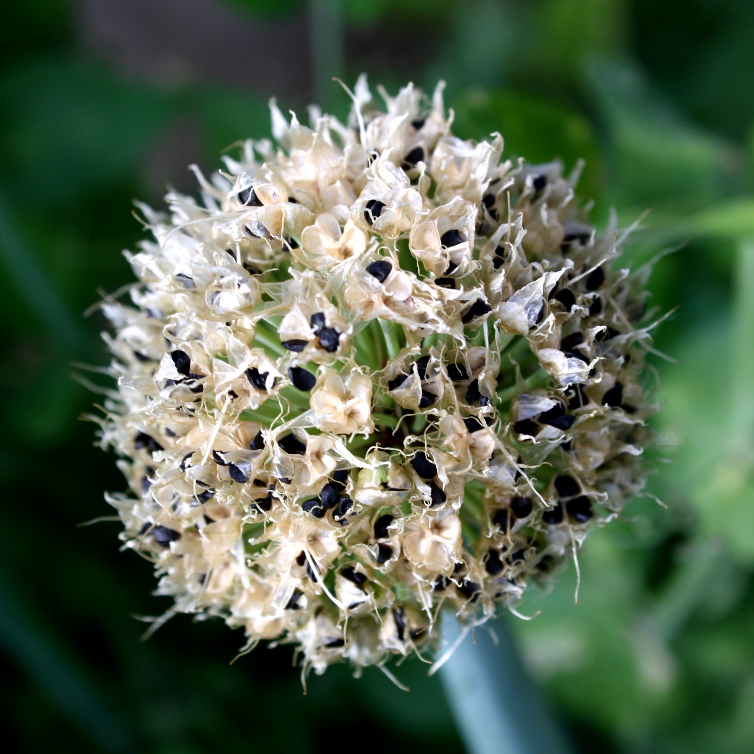 Onion Seed Pod Picture | Free Photograph | Photos Public ...