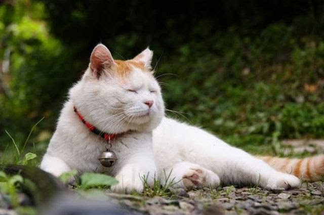 The Most Chilled Out Cat Around
