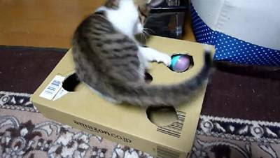 猫 段ボールで 手作りおもちゃ おもしろ動物まとめ