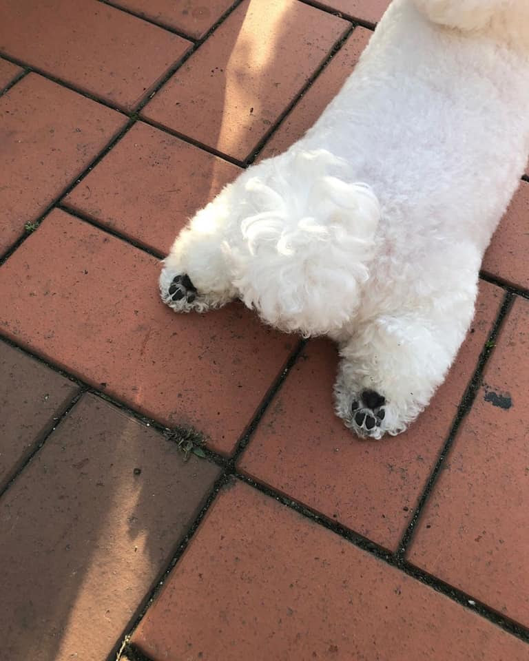 泥可以再靠近一點 比熊犬趴地 秀短短腿 泰迪熊 肉球腳腳 一覽無遺 可愛嗎 每日新視界