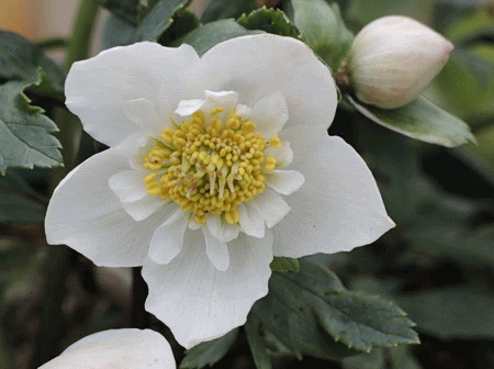 クリスマスローズの伝説原種ニゲルのお話し