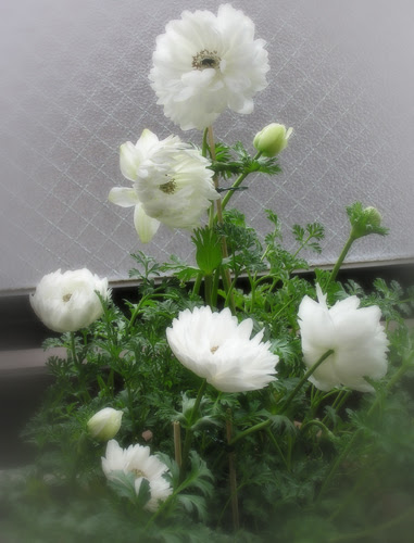 白いアネモネ べらんだ日和