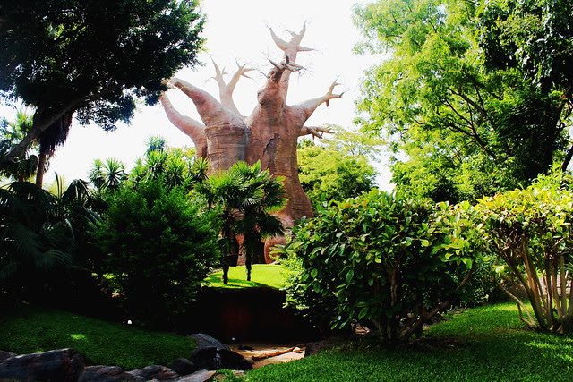 tree