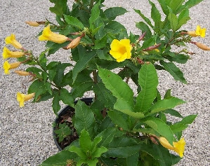 Beautiful Flowering Shrubs & Bushes | Florida Nursery Mart