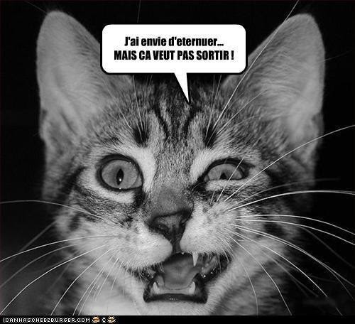 Humour De Chat