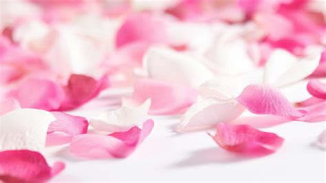 All beauty, all the time—for everyone. Colourful Flower Petals - We Need Fun