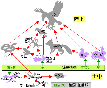食物連鎖の例