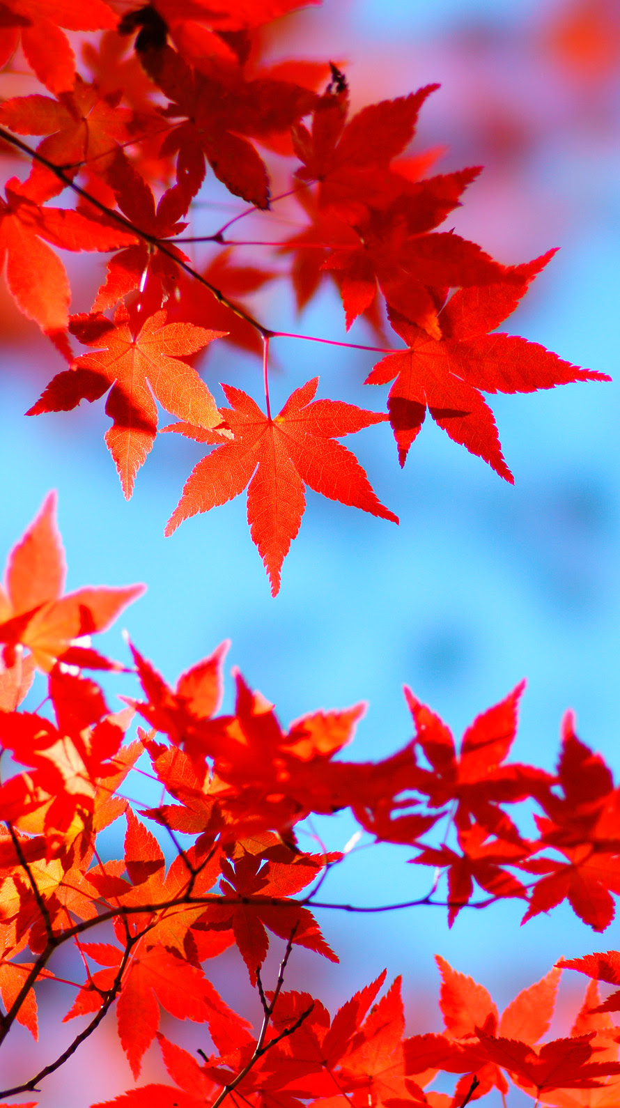 紅葉 Iphone壁紙タウン