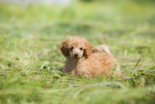 shutterstock_295236680