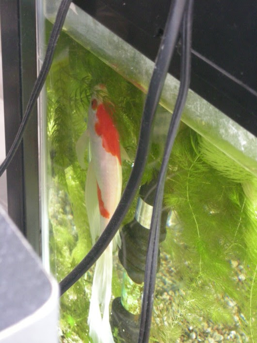 金魚 立って寝る マンションでメダカ飼育 楽天ブログ