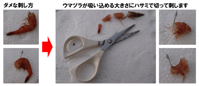釣師隊 耳より情報その1