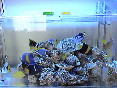 海水魚飼育日記２００５年９月