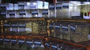 A variety of cannabis on display in a Dutch coffee shop 