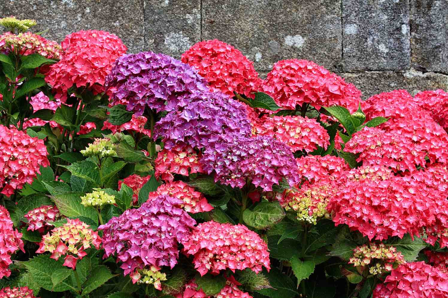 Bloeiend de zomer in met de Hortensia-week - GroenVandaag