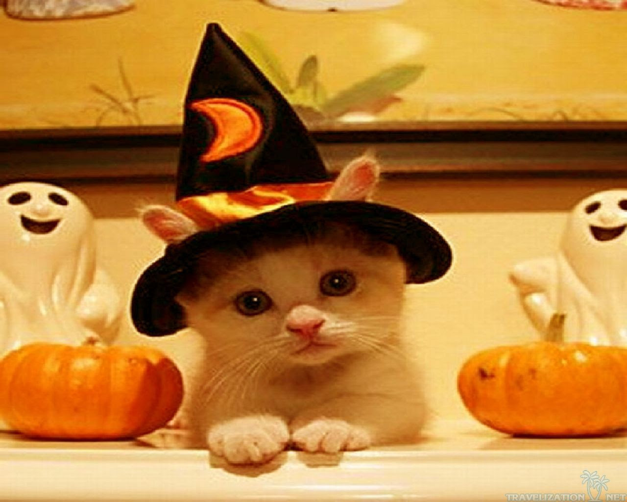 Cute Cat Halloween Wallpaper  WallpaperSafari