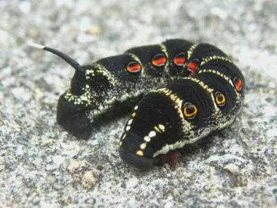 スズメ蛾の幼虫 セスジスズメ 季節の中で