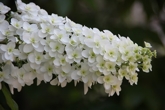 白いアジサイ アナベル 花と緑のまち推進センター