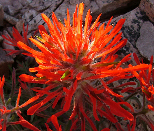 Paintbrush on Atkinson Mesa, and yes, that's really the name!