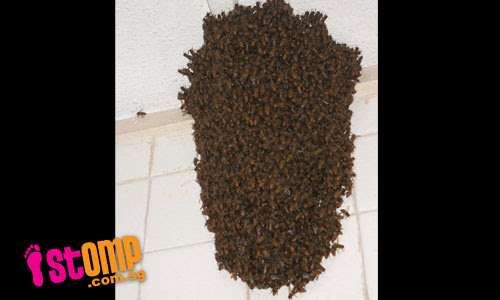  My neighbour lets these bees gather in his home