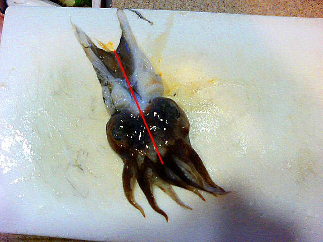 コウイカ 甲烏賊 ４ 捌き方 その３ ゲソの処理 魚料理と簡単レシピ