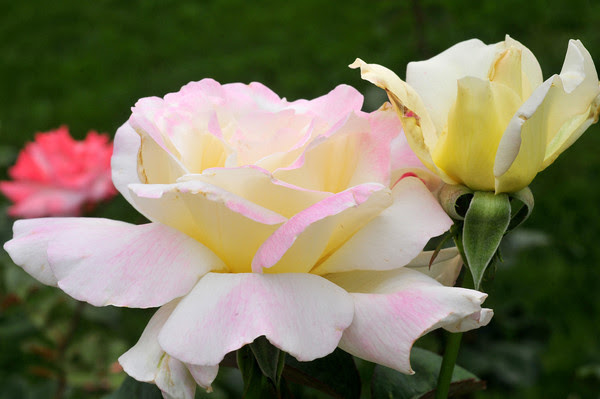 War Memorial Rose Garden