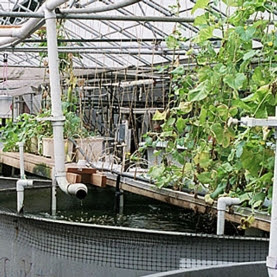 aquaponics